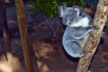 Koala on a tree branch eucalyptus
