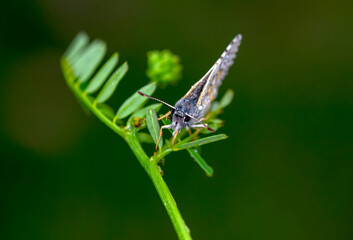 Macro shots, Beautiful nature scene. Closeup beautiful butterfly sitting on the flower in a summer garden.