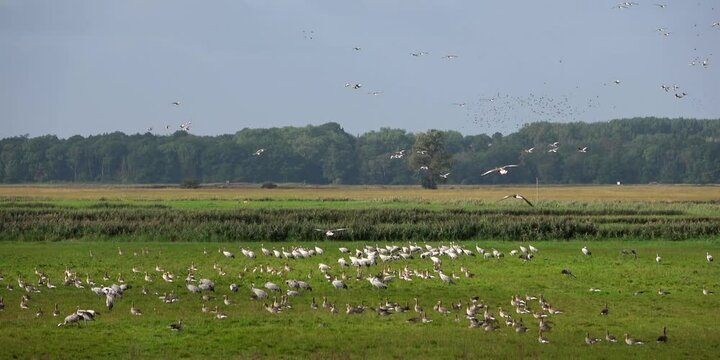 Rastplatz von Kranichen und Graug&auml;nsen