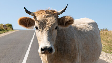 Close-up portrait of cute white bull standing on the road against the background of blue sky.