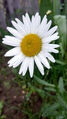 Fototapeta premium white daisy in the garden