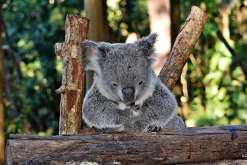 Cute koala looking on a tree branch eucalyptus