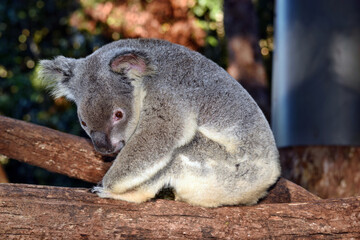 Cute koala sitting on a tree branch eucalyptus