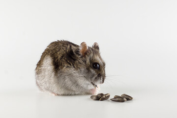 little gray hamster eats isolated on white background