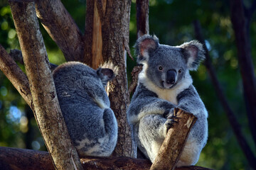 Two cute koalas sitting on a tree branch eucalyptus