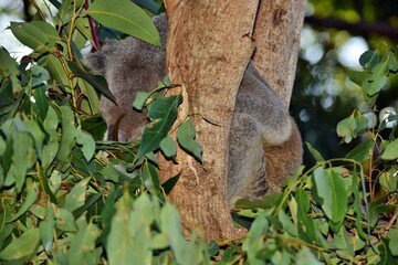 Very Big koala sleeping on a tree branch eucalyptus