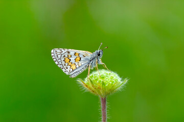 Macro Photography of Moth on Twig of Plant.