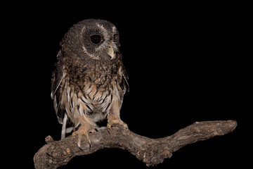 The beautiful tawny owl know as Brown owl (Strix aluco)