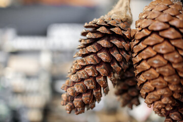 A close up of a pine tree