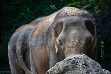 Fototapeta na wymiar Front view of an elephant's face