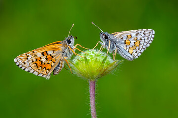 Macro Photography of Moth on Twig of Plant.