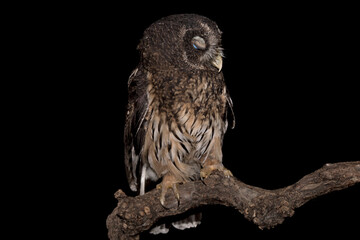 The wonderful Tawny owl (Strix aluco)
