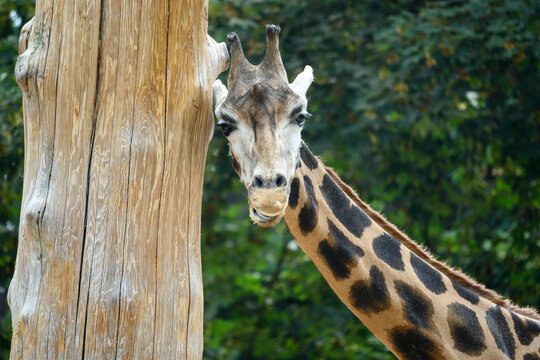 Funny expression on a giraffe face