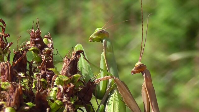 Europ&auml;ische Gottesanbeterin (Mantis religiosa)