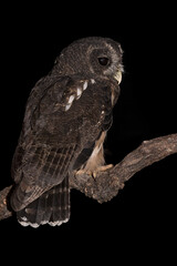 The tawny owl in the dark (Strix aluco)