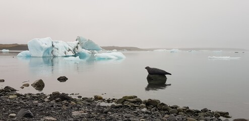 Seal sprawled on a stone in a lake at a glacier in iceland