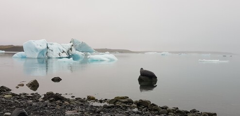 Seal sprawled on a stone in a lake at a glacier in iceland