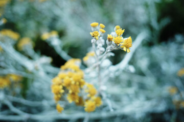 flowers in snow