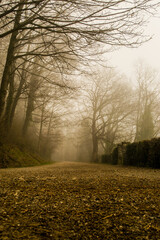 Misty autumn, the road shrouded in mist, trees without leaves. Leaves lying on the road. Darkness.