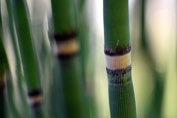 Obraz premium Stängel von einem Winter-Schachtelhalm