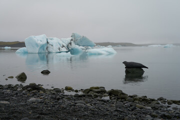 Seal sprawled on a stone in a lake at a glacier in iceland