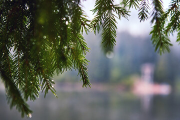 Mountain Lake Synevir in the rainy foggy summer day in Carpathian, Ukraine.  Beautiful nature scenery outdoors. Coniferous forest with tall trees on the shore