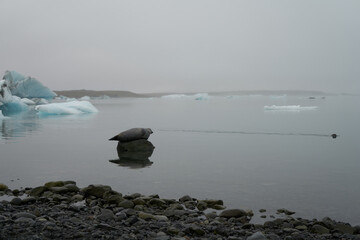 Seal sprawled on a stone in a lake at a glacier in iceland