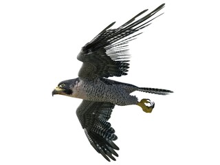 Peregrine Falcon 3d illustration isolated on white background