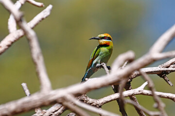 Rainbow Bee-Eater perched on tree branch, taken in King's Park, Perth, WA.