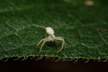 White spider
