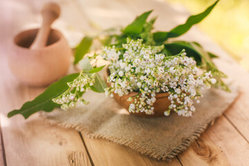 Fresh valerian flowers in wooden plate on table. mortar with prepared potion of valerian root. use...
