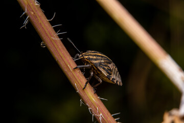 Strolling bug