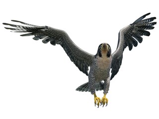 Peregrine Falcon 3d illustration isolated on white background