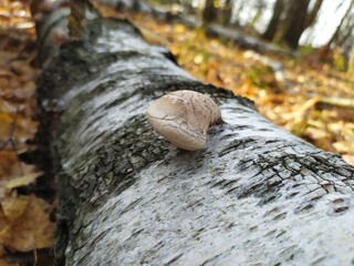 mushrooms on a tree