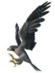Peregrine Falcon 3d illustration isolated on white background