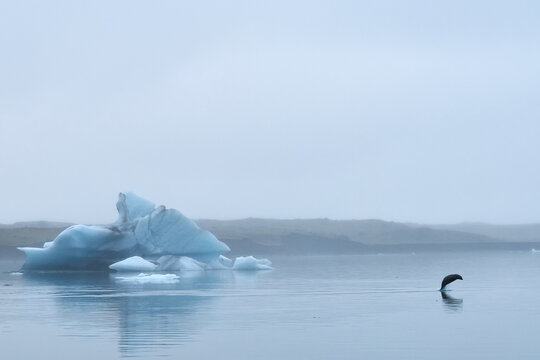 Jumping Seal In A Lake At A Glacier In Iceland In Front Of Ice