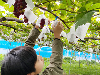 ぶどう狩りを楽しむ少年