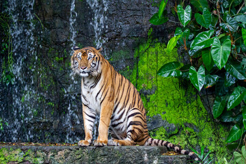 Fototapeta na wymiar The tiger is sitdown in front of mini waterfall at thailand