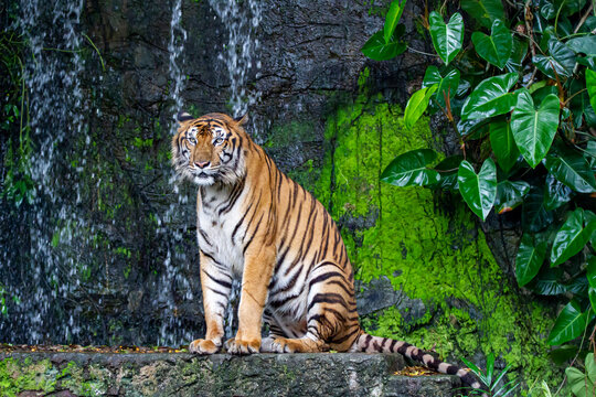 The tiger is sitdown in front of mini waterfall at thailand