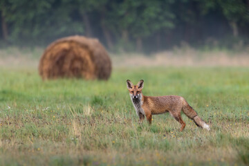 Młody lis rudy Vulpes vulpes na zielonej łące - naturalne środowisko lisa - krajobraz wiejski