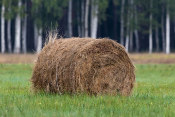 Bale balot siana i słomy na zielonej łące © PeterG