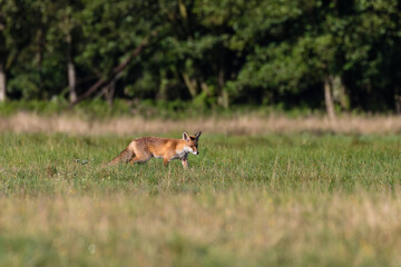 Obraz na płótnie Canvas Młody lis rudy Vulpes vulpes na zielonej łące - naturalne środowisko lisa - krajobraz wiejski