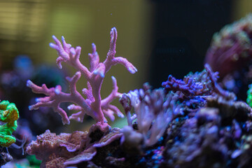 Coral