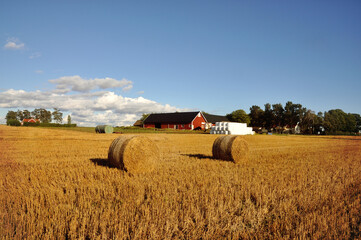 Fototapeta premium Bales of hay and farmhouses.