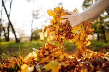 Male hand in gloves  collects and piles fallen autumn leaves. Man cleans the autumn park from yellow leaves. Volunteering,  cleaning, and ecology concept.