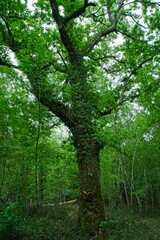 Fototapeta na wymiar Foresta demaniale del Circeo natural reserve in the spring