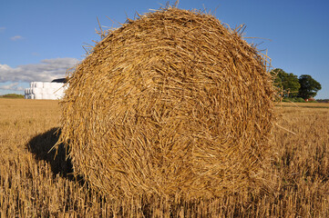 Hay and ensilage in closeup