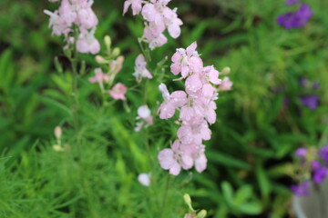 
Pink and purple aconite flowers bloom in the summer garden