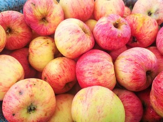 Ripe fresh apples in a basket. Autumn farm harvest.