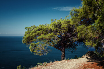 Crimea,  A spreading pine tree on the mountain and the sea.